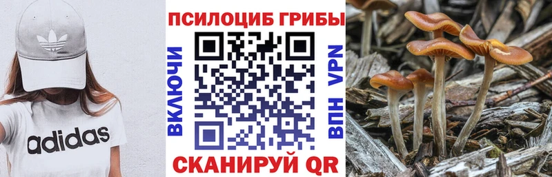 mega зеркало  магазин продажи   Каменск-Шахтинский  Галлюциногенные грибы GOLDEN TEACHER 